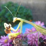 자연의 법칙-<b>사마귀</b>와 벌