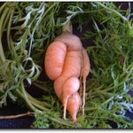 인삼 no 당근<b>ok</b>