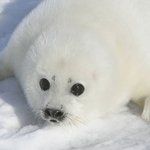 북극곰의 <b>수난</b>....