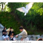 날아올<b>라라</b>! 평화여
