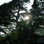 수덕사 의 <b>거목</b>