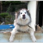 말라뮤트~~<b>소피</b>!!