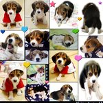 우리 <b>루피</b>랍니다..^^