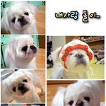 <b>씩씩</b>한 개구쟁이.. 돌이랍니다.