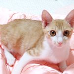핑크팬더 <b>얌얌</b>이 =.=