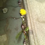 보도 <b>블록</b>위의 민들레
