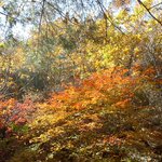 <b>관악산</b> 단풍(05-10-23)