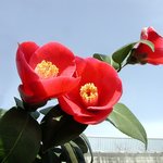 잊혀진 <b>동백</b>3