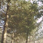 청태산 자연휴양림 <b>폰카</b> 사진