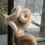 <b>모피</b>닮은 선인장