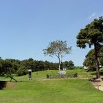천연기념물 106호 - <b>예산</b>의 백송