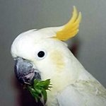 <b>레몬</b>의 이름을 가진