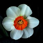 화려한 꽃잎 - <b>white</b> (8)