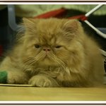 <b>느무</b> 귀엽다니까요