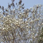 청계산 옛골에 핀 <b>목련</b>꽃(04/3/31)