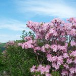 <b>소백산</b> 철쭉 16