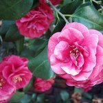 잊혀진 <b>동백</b>4