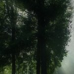 <b>초록</b>의 아침 (2)