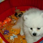 너무 귀여운 아ㅈ<b>l</b><b>양</b>♥