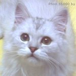 <b>슈렉</b> 고양이 포즈....