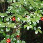 잊혀진 <b>동백</b>101