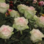 <b>고양</b>꽃박람회-장미원9