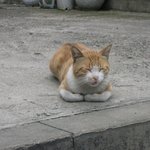 예쁘게 자고 있는 누런 고양이