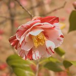 <b>동백</b>(교잡종)