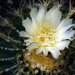 화려한 꽃잎 - <b>white</b> (9)