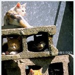 고양이 <b>전용</b> 연립주택