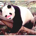 ㅋㅋ<b>팬더</b> 넘이뻥!!!최고닷!