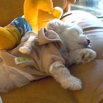 잠의 세계로 빠져버린 <b>봉구</b>