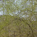 <b>청계산</b> 계곡의 봄기운 소식(04/3/31)