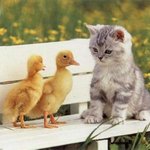 새끼오리 두마리랑 <b>야옹</b>이 =^o^=
