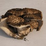 벌재, 황장산에서 딴 능이와 이름모르는 <b>버섯</b>.