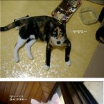 <b>울</b><b>집</b>애들의 특성