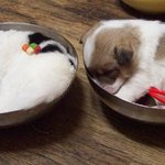 멍멍이탕 2그릇 <b>대령</b>이요