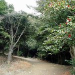 잊혀진 <b>동백</b>102