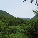 <b>천연</b>기념물 107호 - 진도 의신면 상록수림