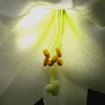 화려한 꽃잎 - <b>white</b> (10)