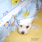 <b>침대밑</b> 강쥐