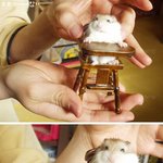 <b>의자</b>에 앉아있는 로보로브스키입니다~ ^^
