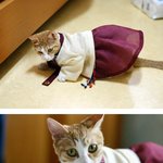 한복입은 <b>기생</b> 고양이
