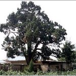 <b>배반</b>의 고장