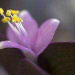 초<b>정밀</b>렌즈 속에 핀 꽃 (1)