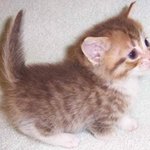 귀여운 <b>숏다리</b> 고양이