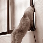 <b>세상</b> <b>밖</b>이 궁금한... 울 찔레....