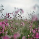 여름의 <b>언덕</b>, 그 위에서.... (12)