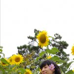 <b>파주</b> 해이리 마을 해바라기 아래서~