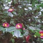 잊혀진 <b>동백</b>103